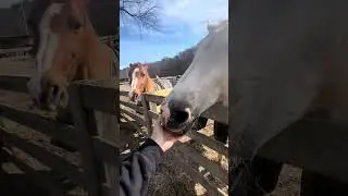 Squeaky treats