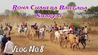 Bailgada Sharyat Roha Chanera Vlog No.8 ..  31 Mar 2024