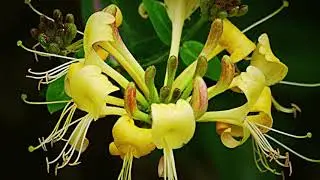 Жимолость японская(Lonicera japonica) Halliana