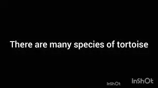 5 lines about tortoise