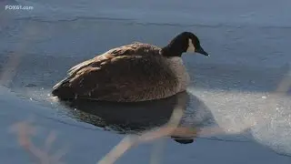 Goose rescued from frigid temperatures in Connecticut