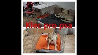 Pes v kleci v bytě
