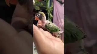 Wow!! நம்ம African Love Bird Chick | Hand Feeding Wild Mask ALB