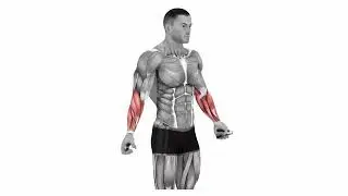 5 Best Exercises For Forearms   Home Workout