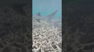 Too close for comfort! Hunting white tip reef sharks!
