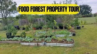 Food Forest Property Tour | October Brassicas