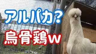 烏骨鶏に朝食と水を・・w