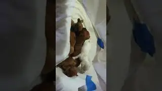 2 weeok old puppies escaping their welping box