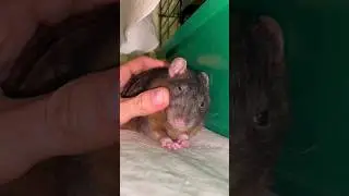 Pet Rat Petting ❤️ Duke #petrat #cuterat