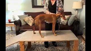 Cirneco dell’Etna wicket AKC