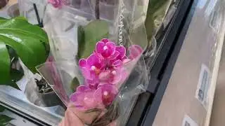 Что есть ИНТЕРЕСНЕНЬКОГО😍🥰 Обзор Орхидей в ТЦ 