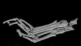 Chinese Fossil Discovery Casts New Light on Origin of Primates