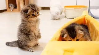 The battle over the bed between the older brother kitten and the younger sister kitten is too cute.