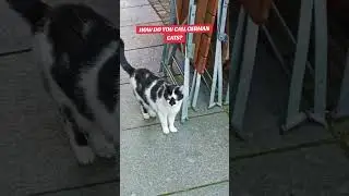 Filipino instinct: &ldquo;Miming!&rdquo; German cat: &ldquo;You dare summon me in Tagalog?&rdquo; #Filipino #Cat #FunnyShort