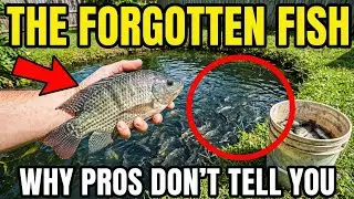 Better Than Bass. Bites Year-Round, Stores 6 Months, Never Needs Restocking