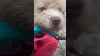 Two Lagottos - outside in a windy day