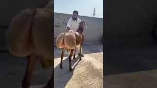 turkey dumba beauty Pakistan #turkey #shortvideo