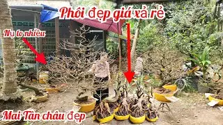 31/1 chị Vân 0857703620 phôi mai giảo bonsai đế đẹp hoành to giá rẻ xả hàng |MaivàngThanhTâm