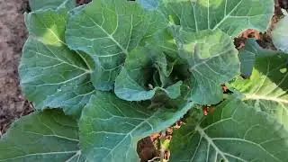 WINTER PLANTS in ALABAMA #gardening #winter 