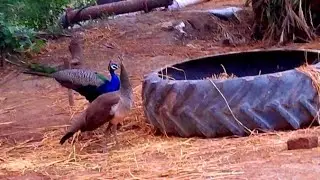 Peacock and  male female new vlogs
