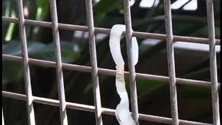 Zookeeper Journal - Chimpanzees