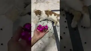 Beads ASMR Satisfying Reverse Cat Magic#shorts #cat #asmr #beads #satisfyingvideo