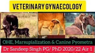 OHE, Marsupialization & Canine Pyometra|| ICAR PG/PhD & State PSC Prep. Dr Sandeep Singh