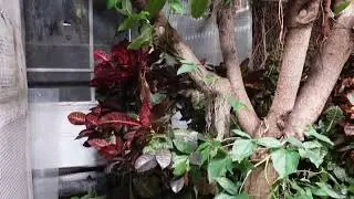 Mann Leiser Memorial Greenhouse (P2) | Travel: Alaska (anchorage)