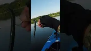 TRYING to Rig Plastic Soft LURE Using Circle HOOK? #shorts