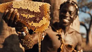 NO ROPES, 100ft CLIMB, 1,000,000 BEES: The Hadzabe Honey War