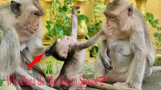 OMG.... Why Mommy Monkey Rana Do Like This To Baby Monkey Santos | Santos, Sarah's Baby