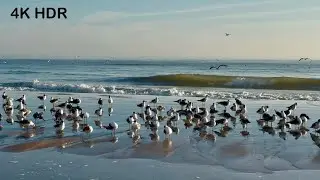 Nothin&rsquo; but Nature Sounds | Calming Waves | Seagull calls