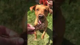 If you 𝙗𝙡𝙞𝙣𝙠 you'll miss it!🐕💨