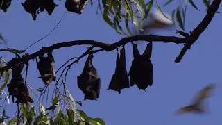 Thousands of bats! A Little Red Flying Fox colony disturbed by a lawn mower.