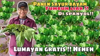 PANEN SAYUR BAYAM TUMBUH LIAR DI SPANYOL !! SAMPAI KENA DAUN LATENG GATEL GATEL!!!