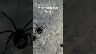 Black Widow Killer