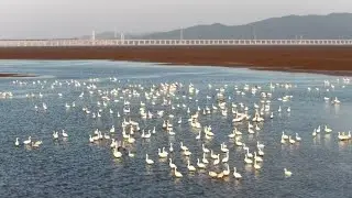 Smart tech protects migratory birds and Poyang Lake wetlands