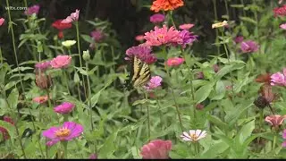 Lexington County farmer starts 'pick your own' flower field