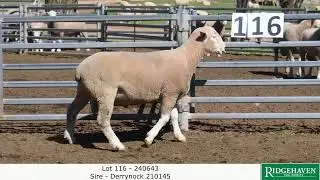 Ridgehaven Ram Sale 2025 Lot 116 - 240643