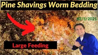 Using Pine Shaving as Bedding with Worms Update 2/05/2021