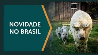 Ra&ccedil;a de porco mangalitsa se tornou um fen&ocirc;meno nas redes sociais