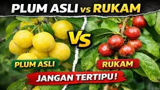 Plum Asli Prunus Cerasifera vs Rukam, Jangan Tertipu!