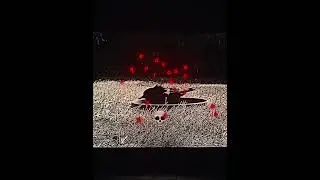 BIRD GOT SO MUCH AURA 🙏💀 #aura #bird  #crazy