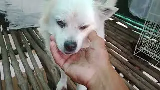 Những con ch&oacute; 🐕 v&agrave; m&egrave;o #khethui #shortvideo #shorts