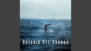 Seashell Therapy Sounds