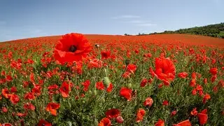 Top 10 Most Beautiful Flower Garden in Europe || Luxestyle Travel Videos