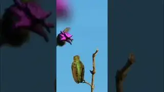 Чудесная природа 61. Wonderful nature 61. #music #nature #fantasy #flowers #water #birds