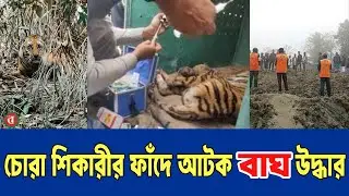 Tiger rescued from poacher's trap I FINALLY TIGER RESCUED I BG I 2026