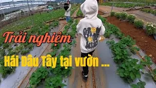 Hái dâu tây tại Mộc Châu – Trải nghiệm thú vị cho chuyến đi cao nguyên