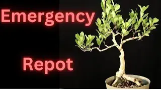 Emergency repot. Gave up on the root over rock. Ficus Petersii. May 11 with a July 31 update